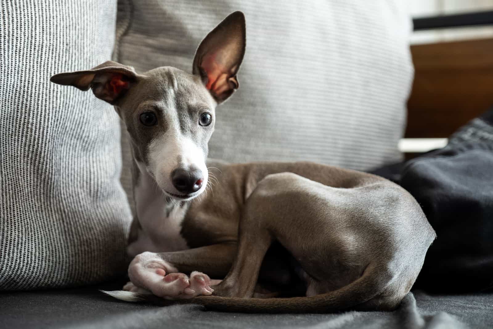 Greyhound is lying on the couch