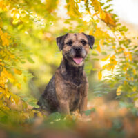 cute dog looking at camera