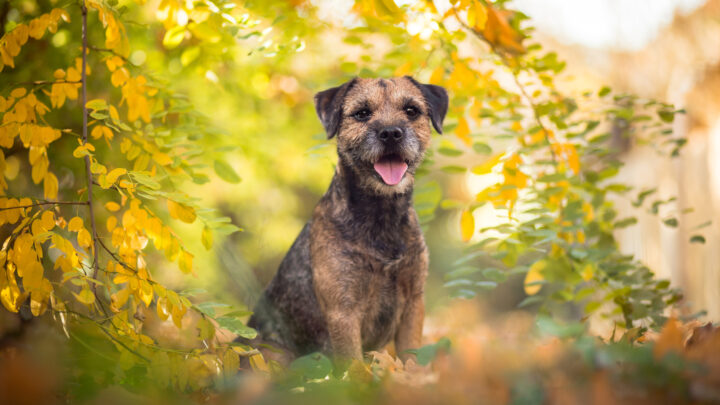 28 Terrier Dog Breeds: Small, Medium, And Large Pups