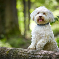 grown havanese dog