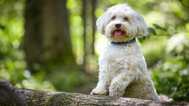 Havanese Growth Chart: How Big Can This Aristocrat Dog Get?