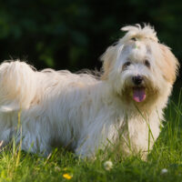 havanese dog standing in meadowmeadow