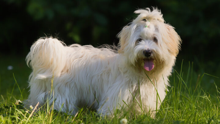 Havanese Haircuts: A Guide To 7 Interesting Haircut Styles
