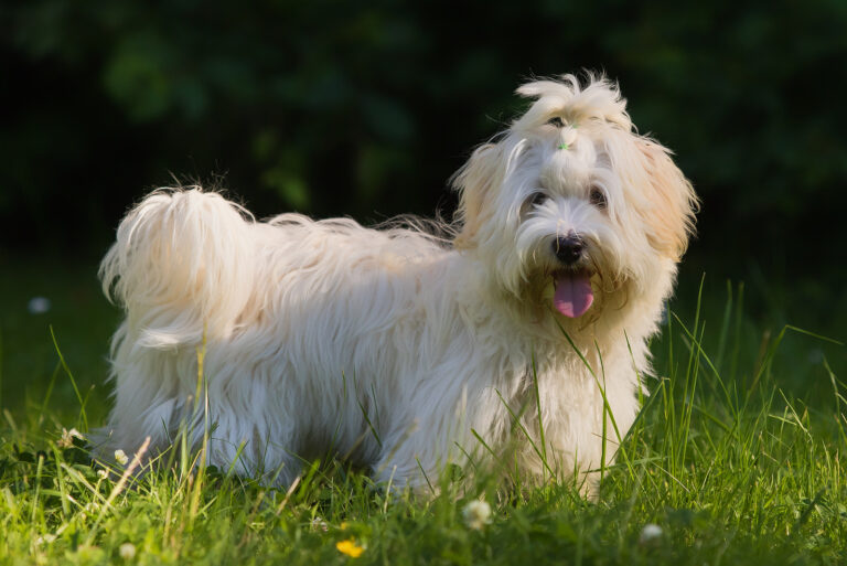 havanese dog standing in meadowmeadow