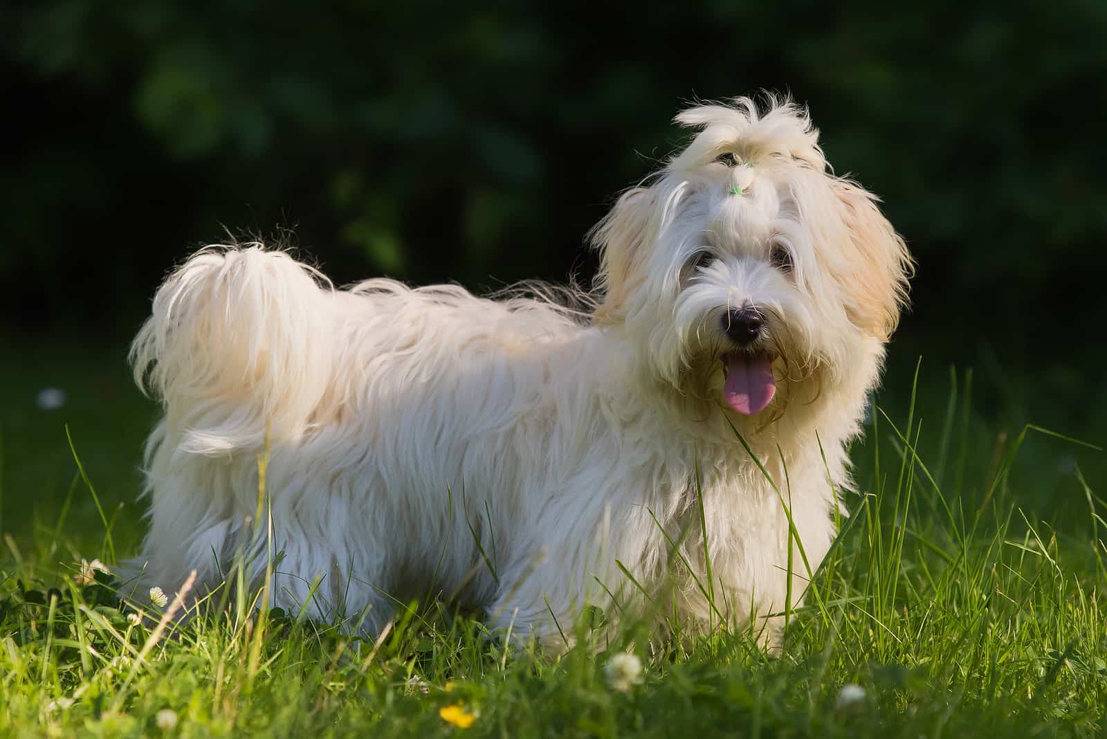 Havanese Haircuts: A Guide To 7 Interesting Haircut Styles
