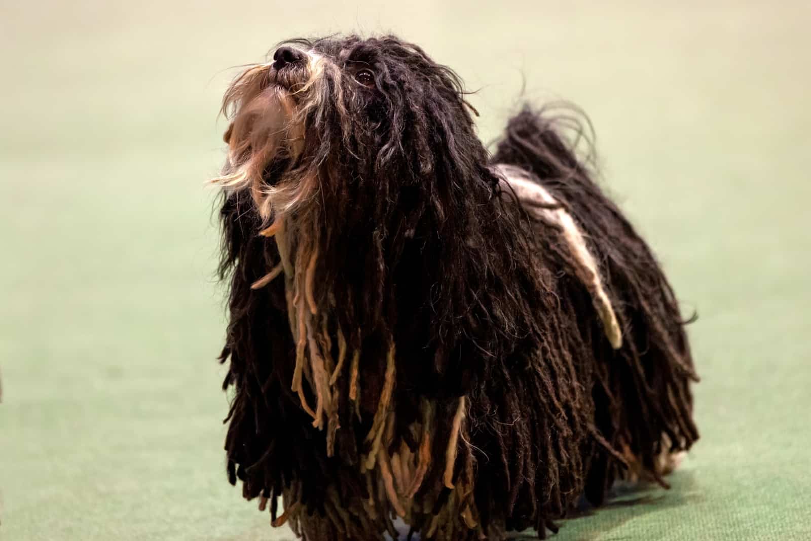 Havanese dog with corded coat