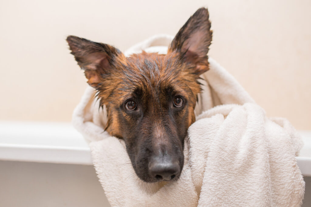How Often Should You Bathe A German Shepherd? 10 Bathing Tips