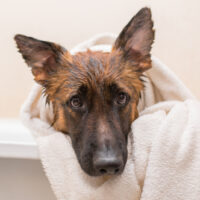 adorable german shepherd in towel in the bathtube