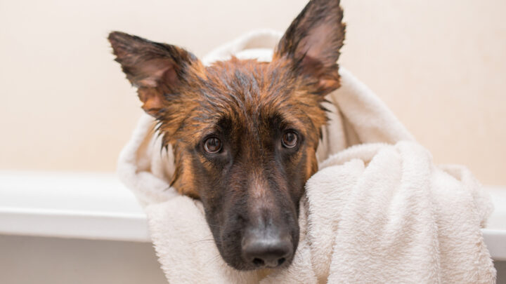 How Often Should You Bathe A German Shepherd? 10 Bathing Tips