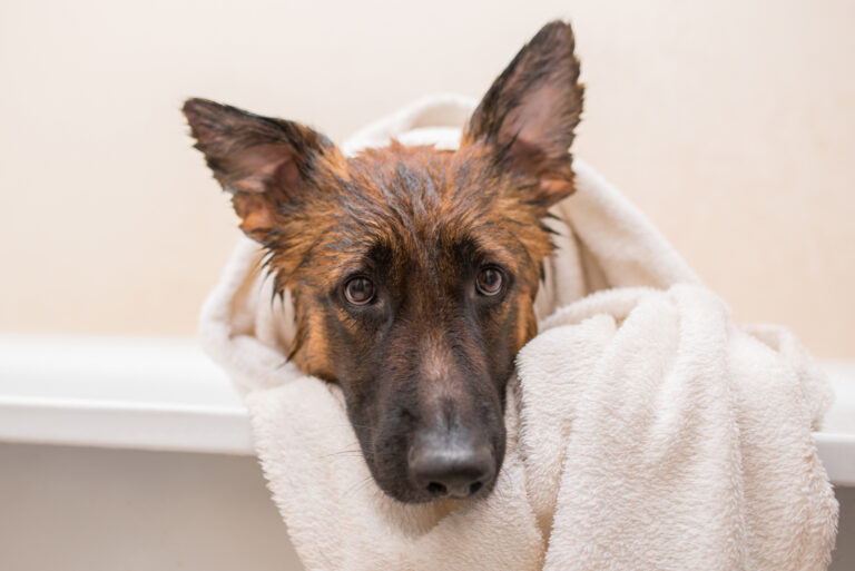 adorable german shepherd in towel in the bathtube
