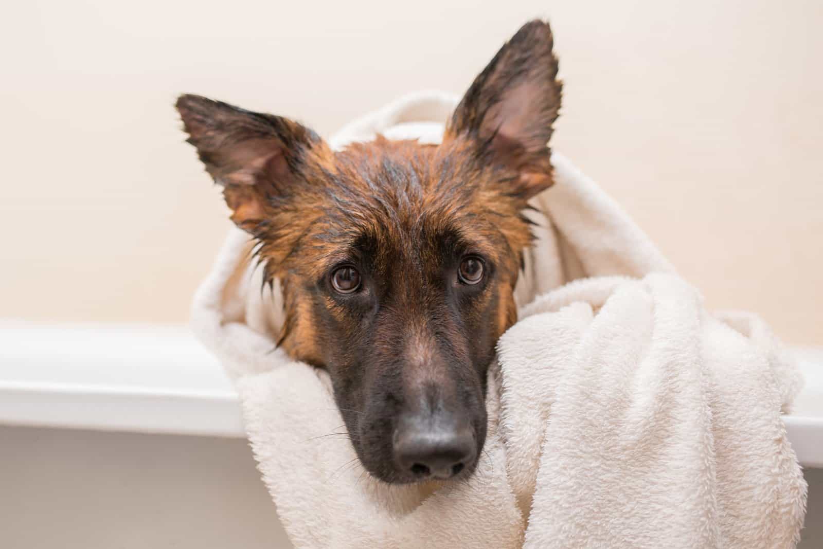 How Often Should You Bathe A German Shepherd? 10 Bathing Tips