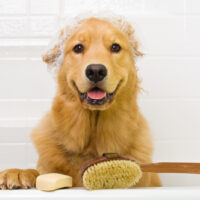 golden retriever ready for a bath