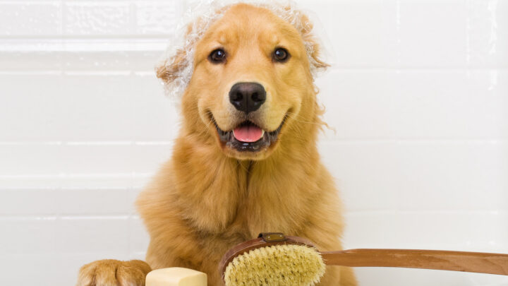 How Often Should You Bathe A Golden Retriever: All You Need To Know