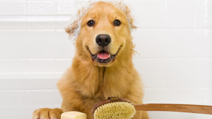 How Often Should You Bathe A Golden Retriever?