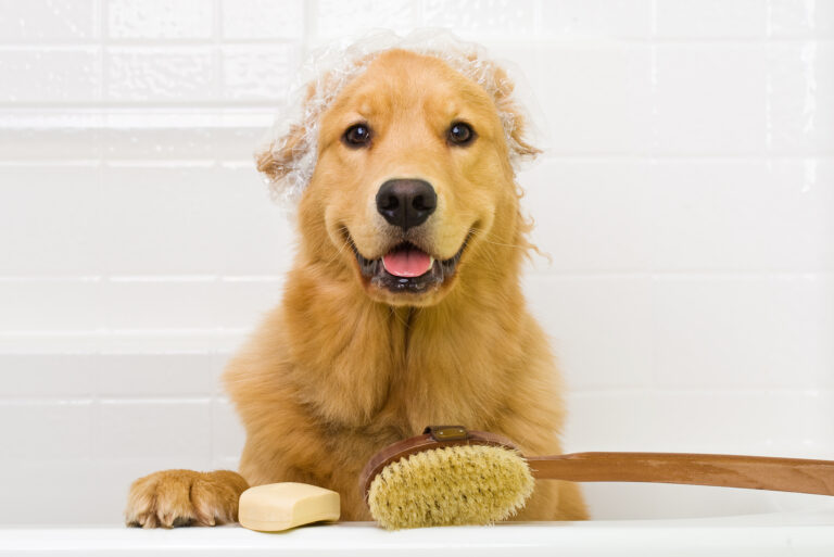 golden retriever ready for a bath