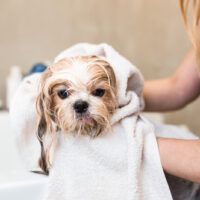 Shih Tzu dog at grooming salon having bath
