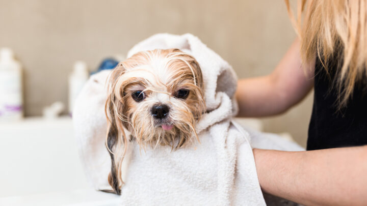 How Often Should You Bathe A Shih Tzu? Tips And Tricks