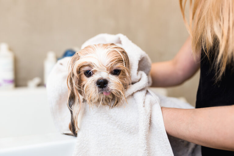 Shih Tzu dog at grooming salon having bath