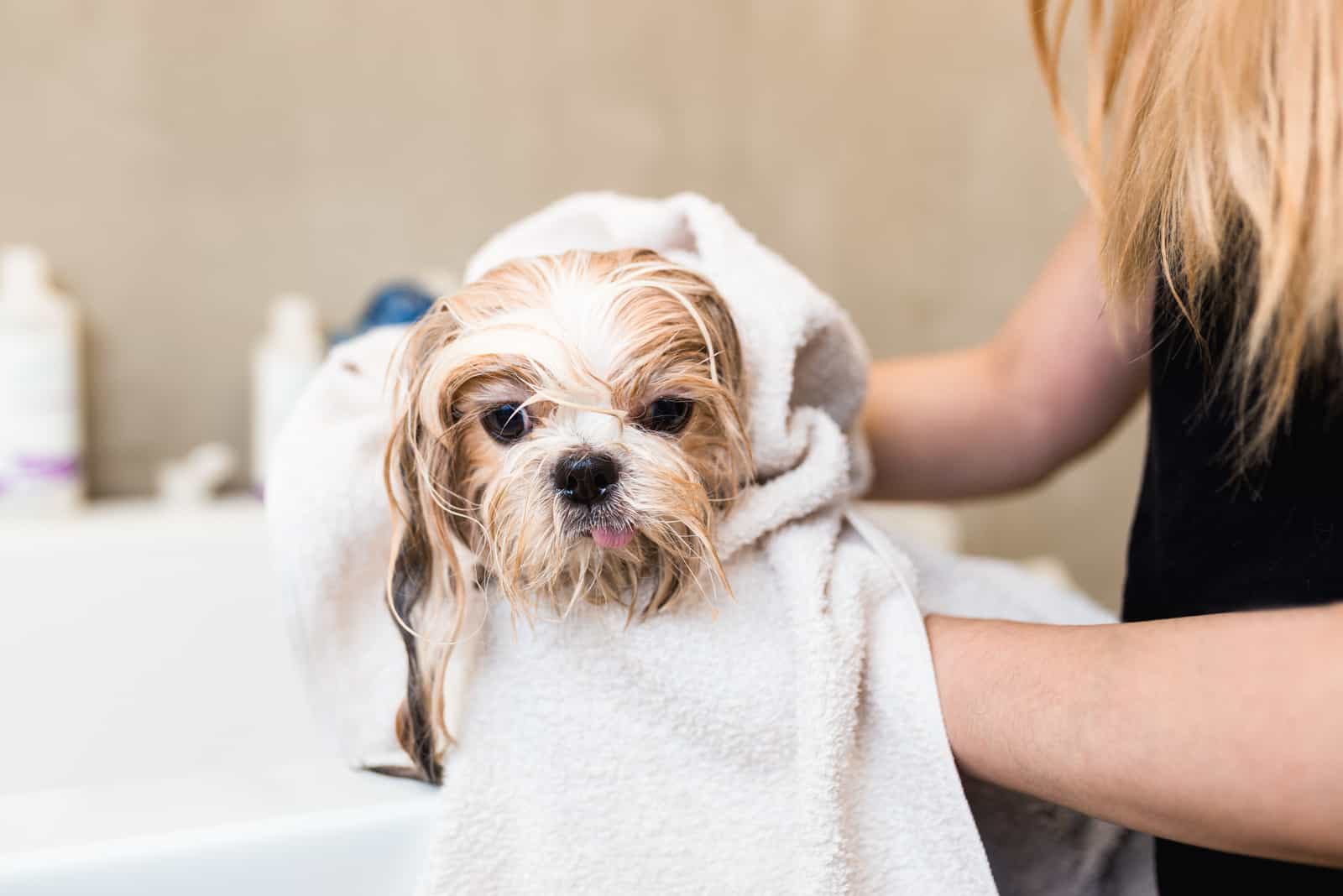 can i bathe my shih tzu once a week