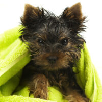 adorable yorkie wrapped into green towel