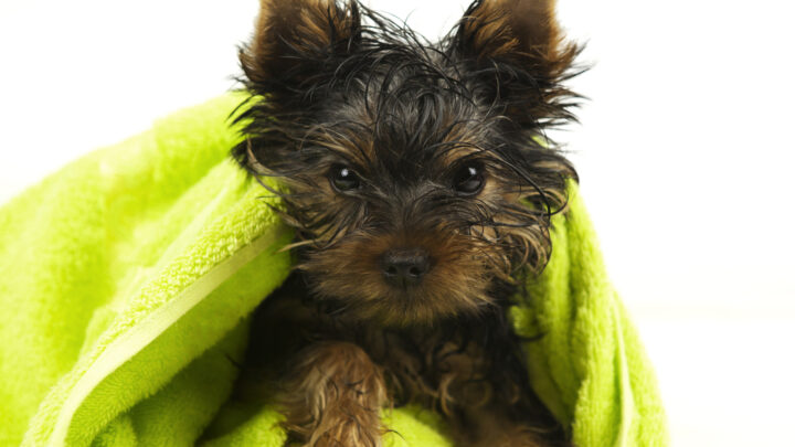 How Often Should You Bathe A Yorkie? All You Need To Know