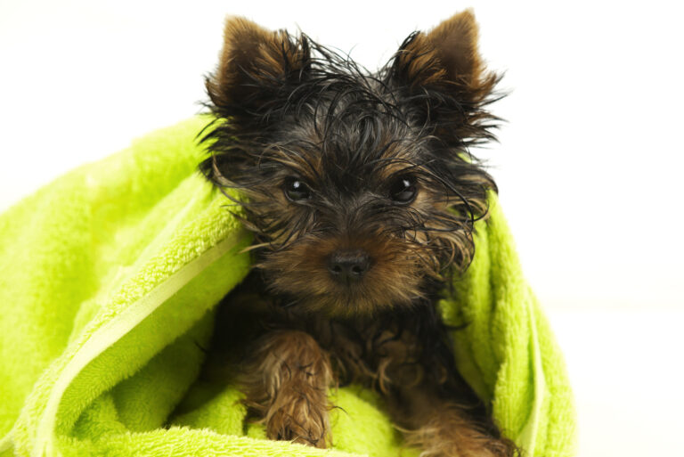 adorable yorkie wrapped into green towel