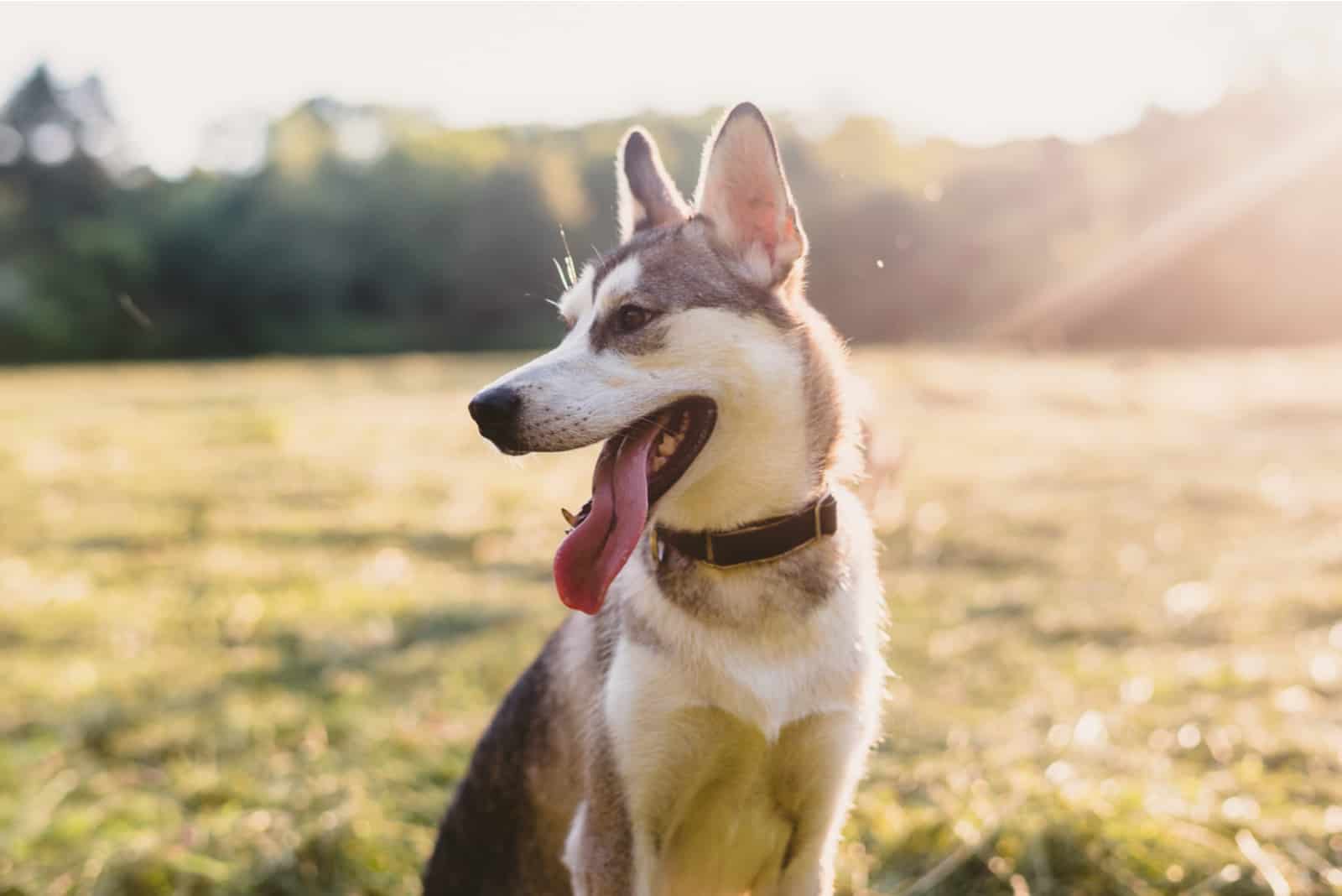 Husky Jack