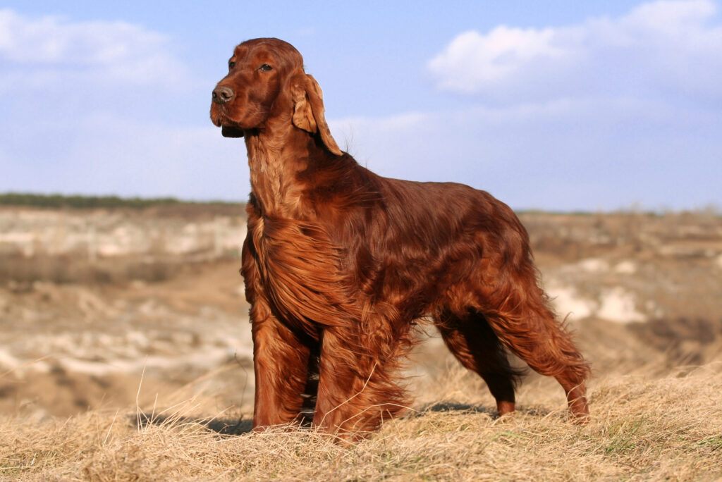 The 10 Best Irish Setter Breeders In The U.S.