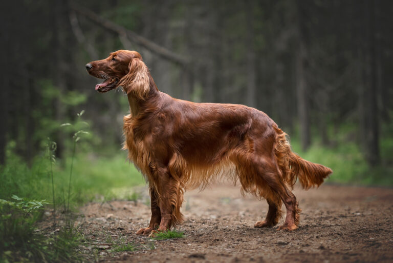 The 10 Best Irish Setter Breeders In The U.S.