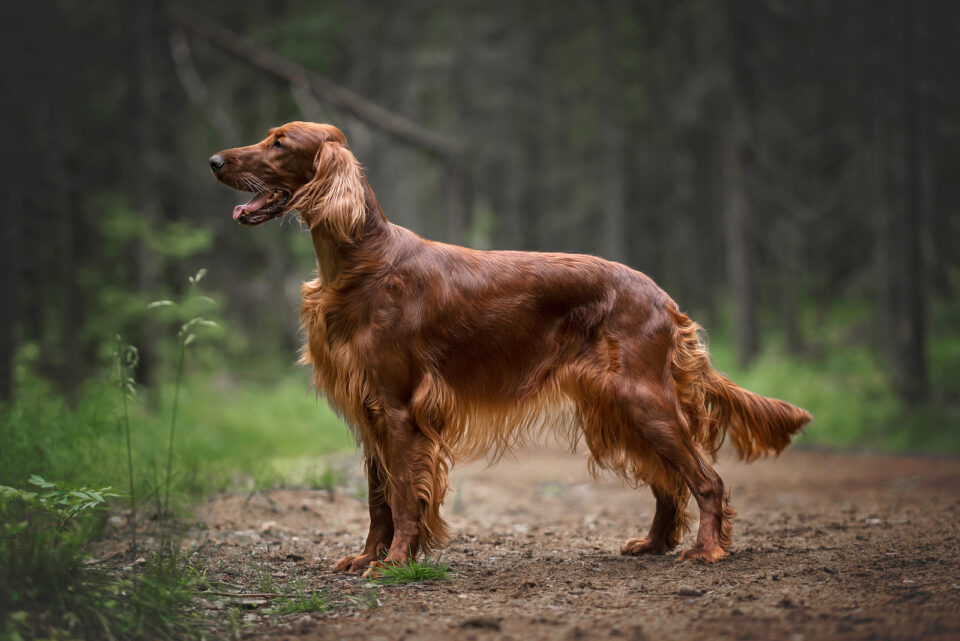 The 10 Best Irish Setter Breeders In The U.S.