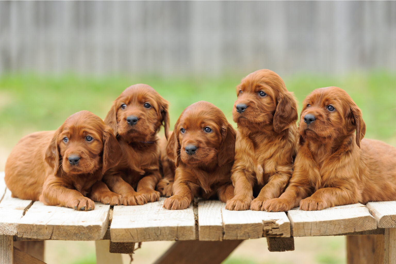 The 10 Best Irish Setter Breeders In The U.S.