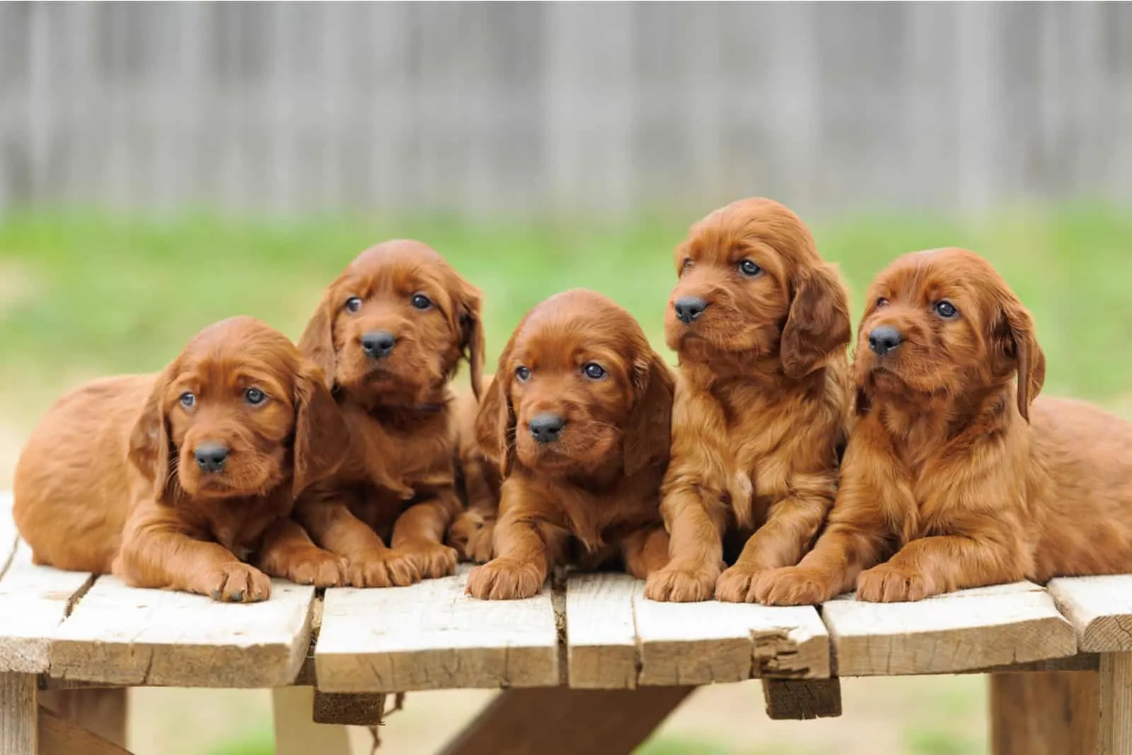 Irish Setter puppies