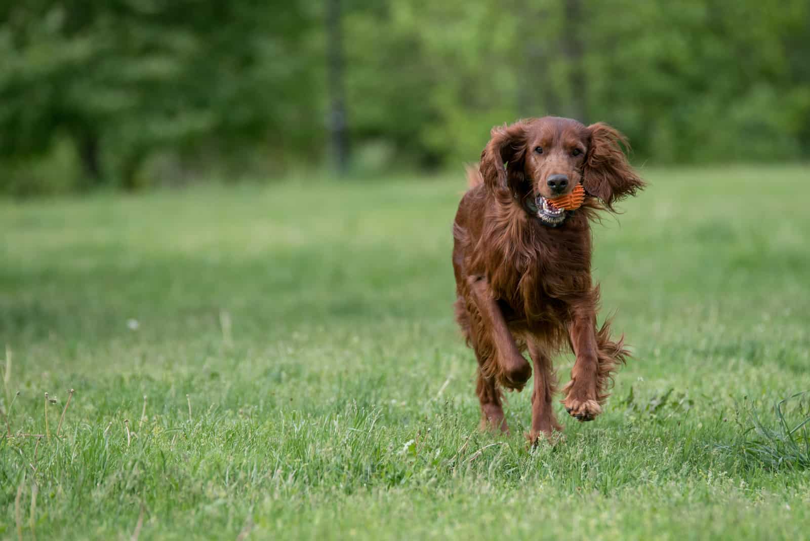 Irish Setter running on grass