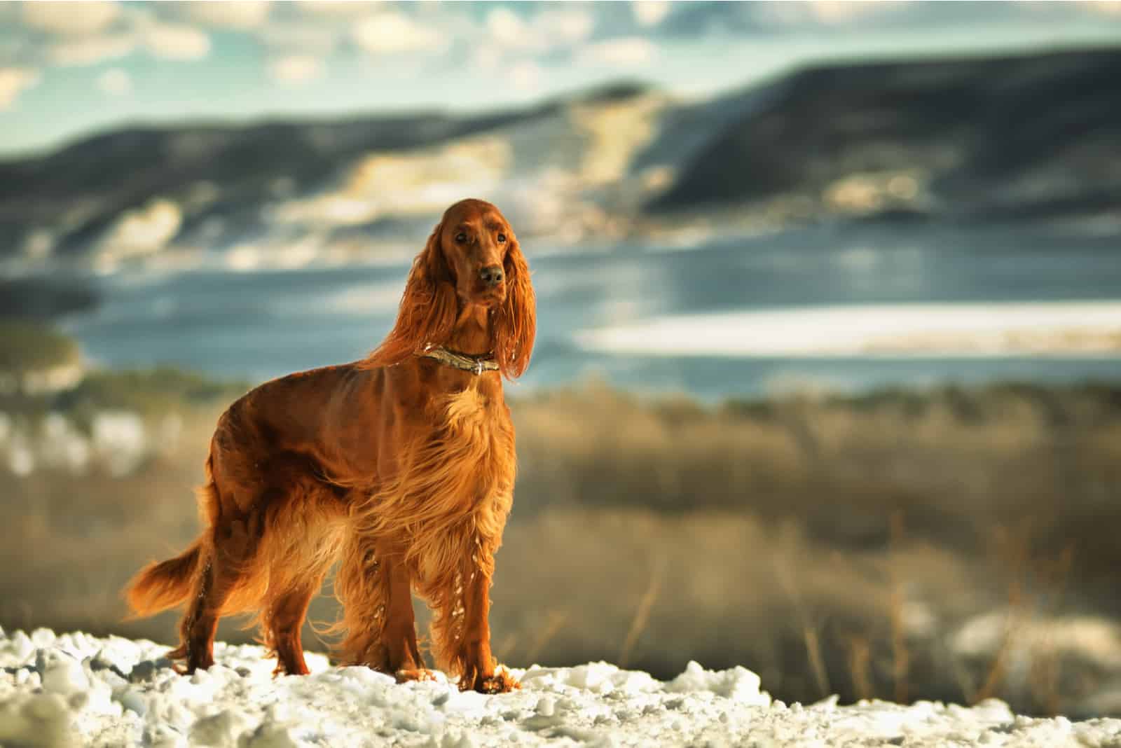 Irish Setter standing in nature