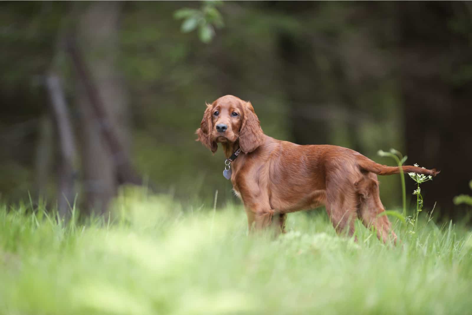 Irish Setter standing outside