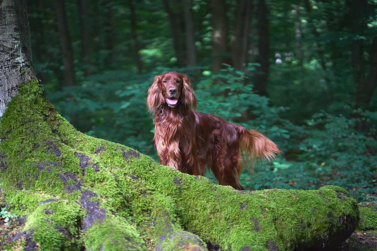 Irish Setter walking in woods