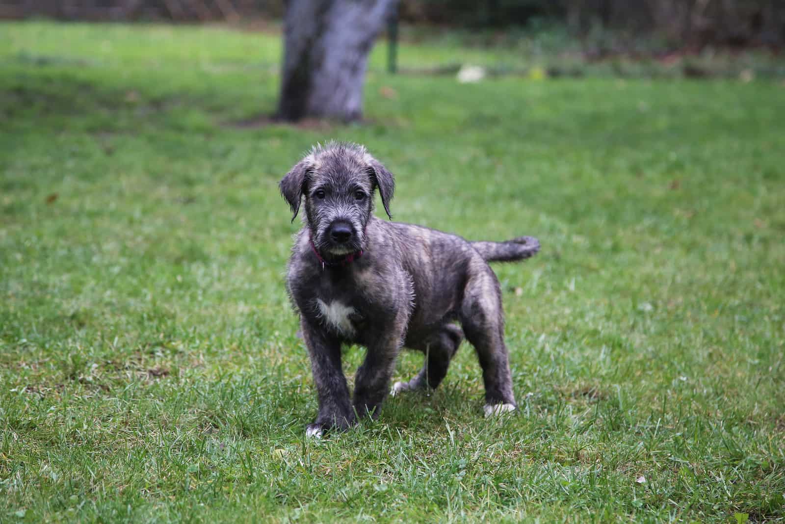 Irish Wolfhound puppy standing on grass