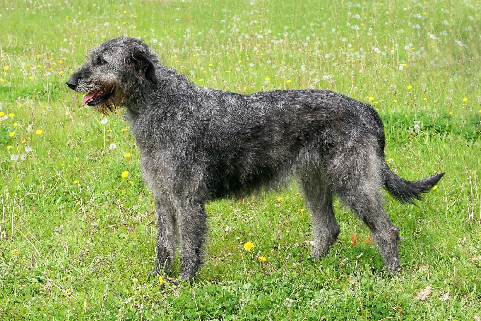Irish Wolfhound standing on grass