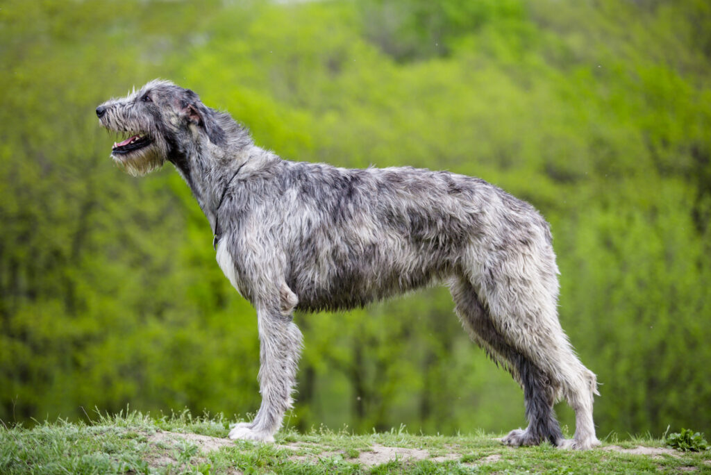 The Top 4 Irish Wolfhound Breeders In The U.S.