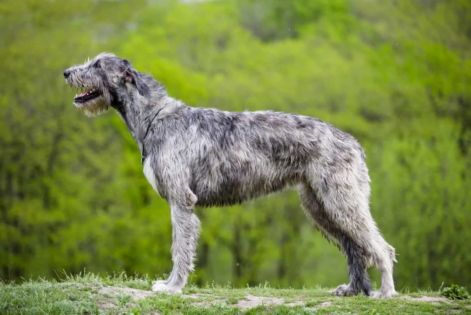Irish Wolfhound standing outside
