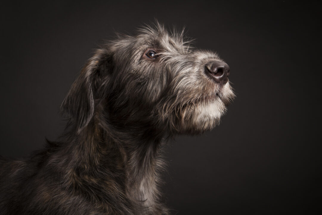 The Top 4 Irish Wolfhound Breeders In The U.S.