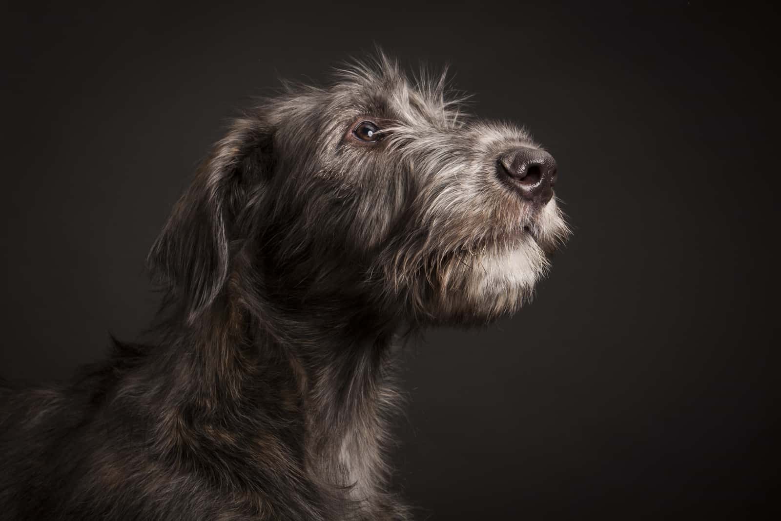 Irish Wolfhound with black background