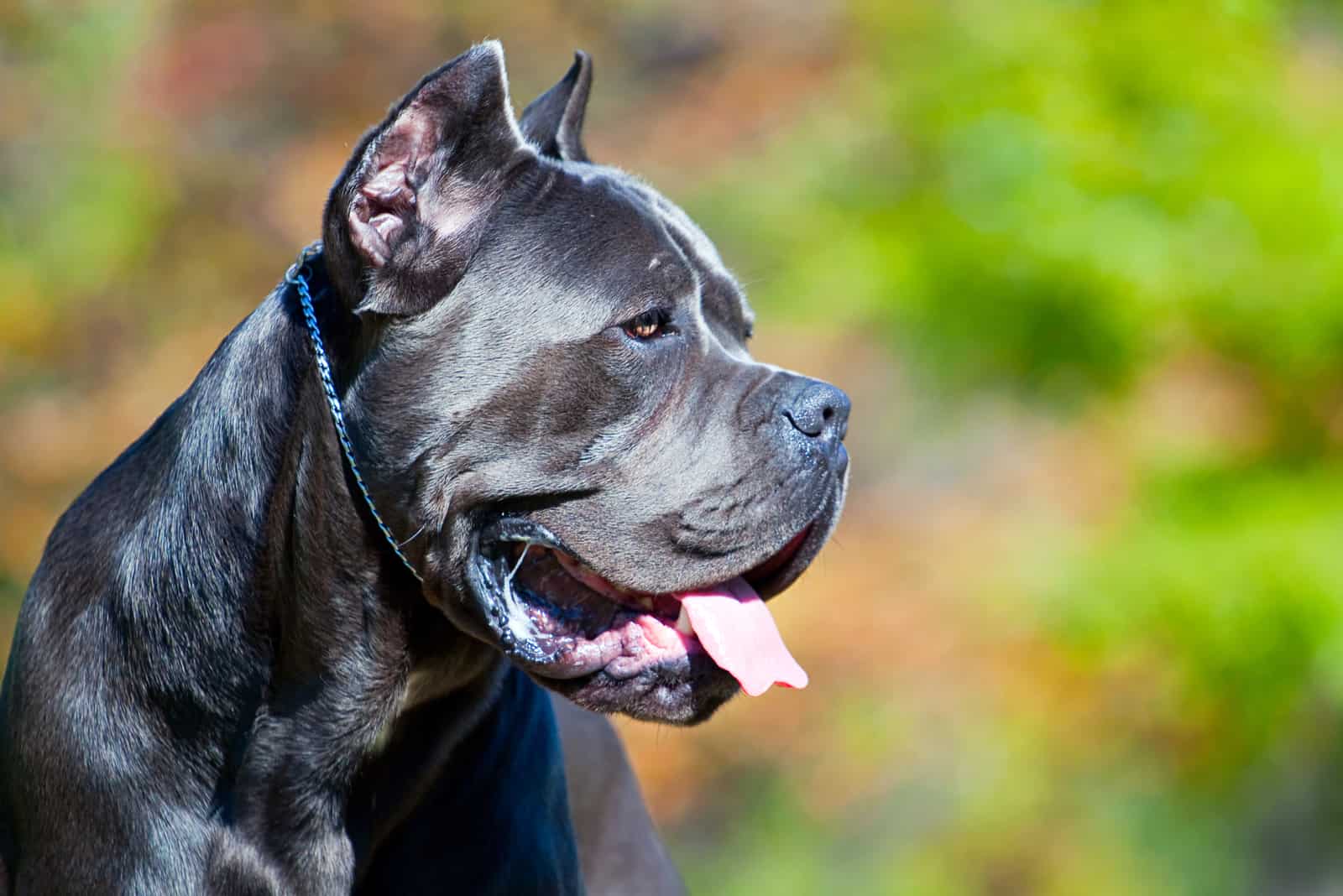 Top 5 Greatest Cane Corso Breeders In New York 