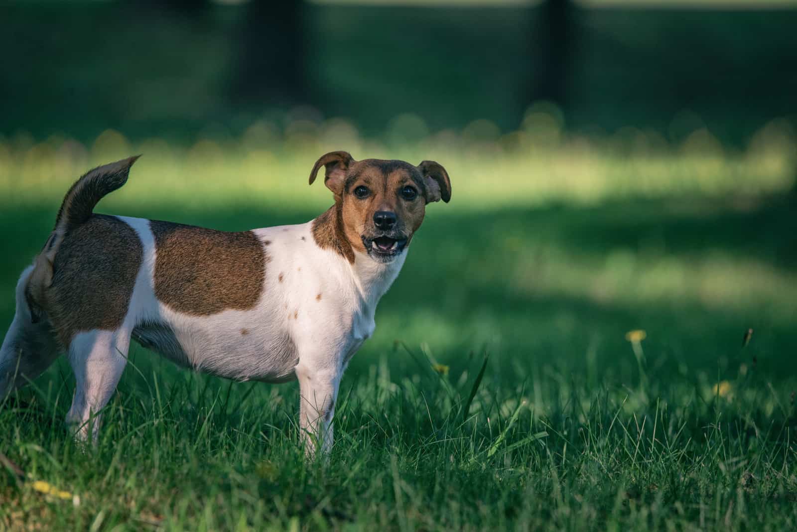 Jack Russell Greyhound