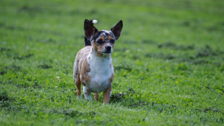 Jack Russell Mixes: A Doggy Alphabet You’ll Want To Learn