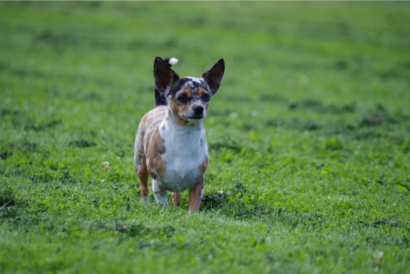 Jack Russell Mixes: A Doggy Alphabet You’ll Want To Learn