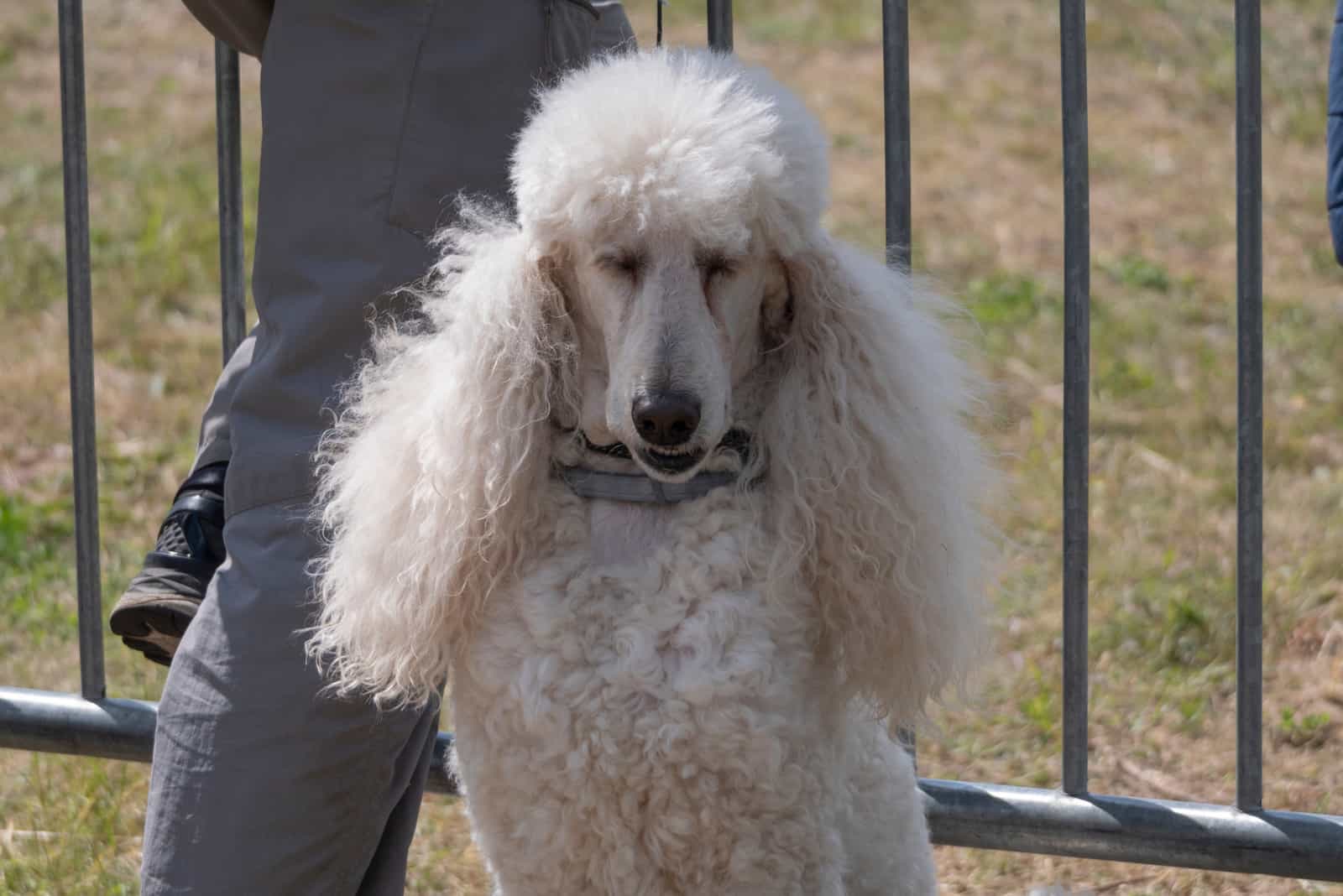 poodle with Kennel (Utility) Cut