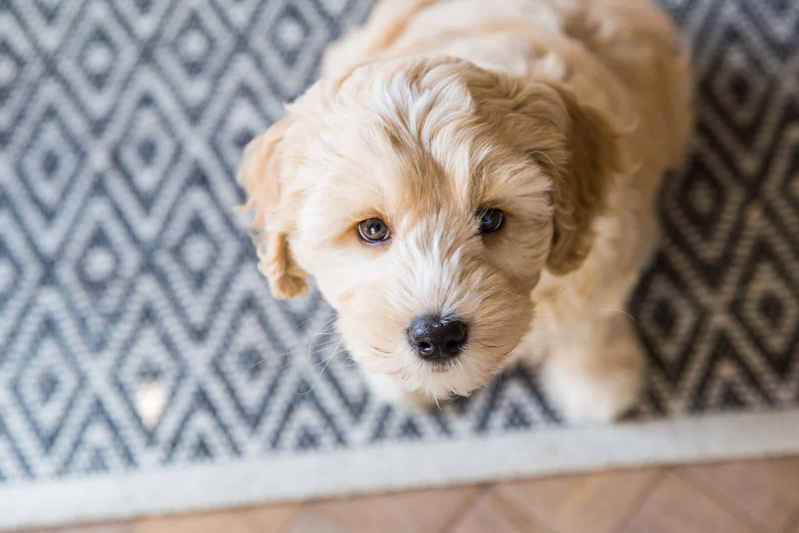 Labradoodle pup standing inside on a rug on the floor looking up