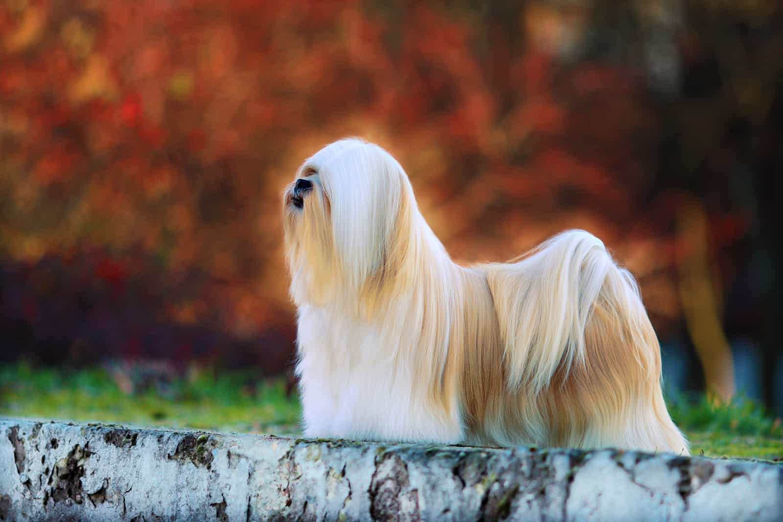 Lhasa Apso looking into distance
