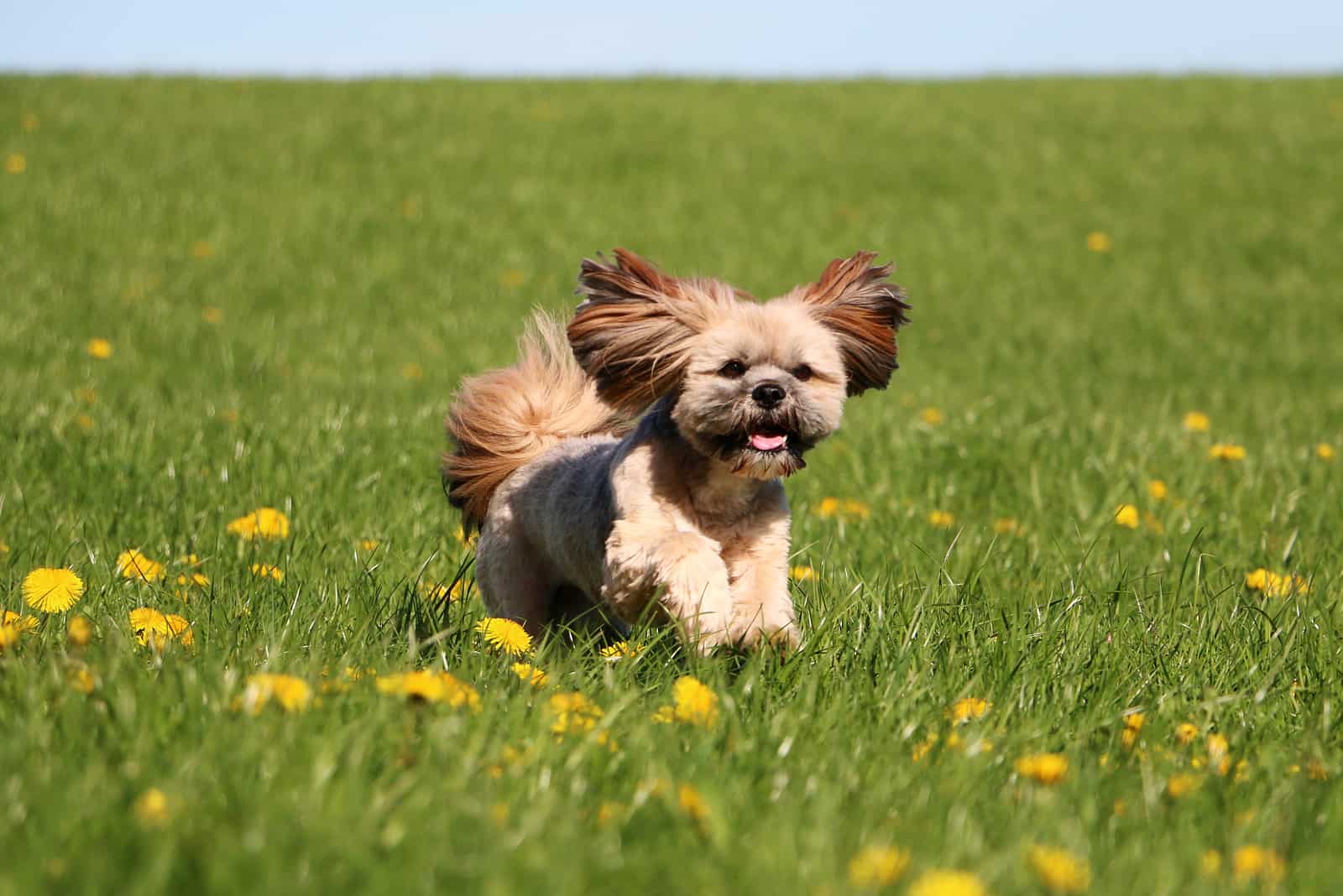 Lhasa Apso puppy running on grass